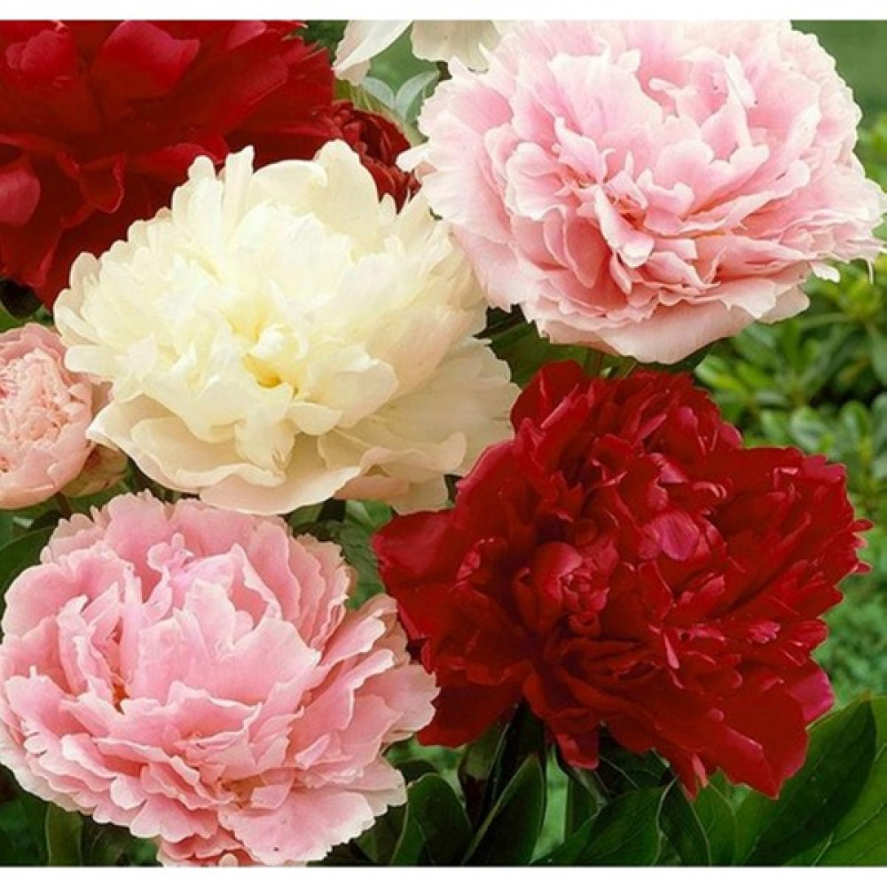 Hediyelikler Shop Paeonia Treasure Trove Mix Çiçek Tohumu - 10 Adet Tohum Fiyatı