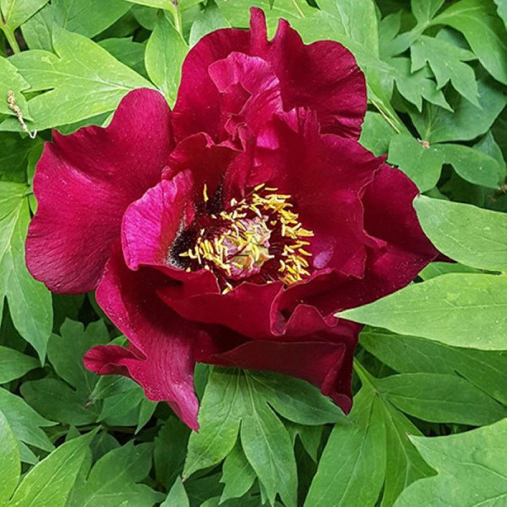 Hediyelikler Shop Paeonia Tree Form Mixture Çiçek Tohumu - 10 Adet Tohum Fiyatı