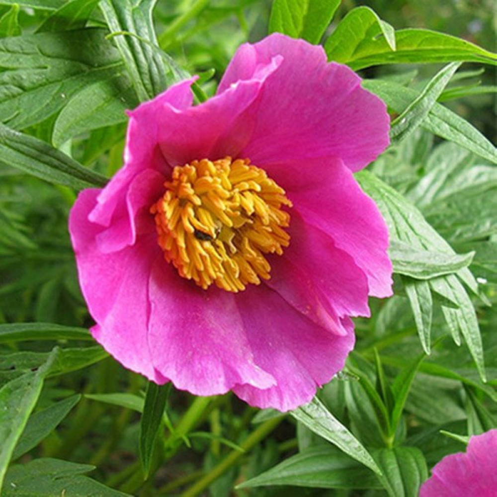 Hediyelikler Shop Paeonia Veitchii Woodwardii Çiçek Tohumu - 10 Adet Tohum Fiyatı