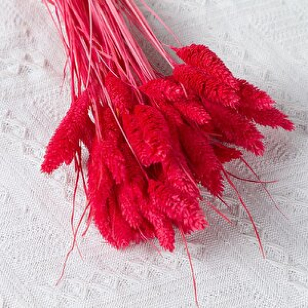 Hidden Botanics Irmızı Kuş Otu (phalari̇s) Kuru Çiçek, Obje Fiyatı