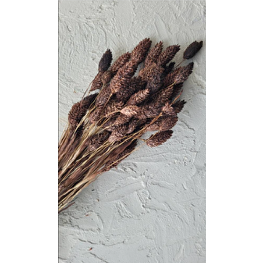 Hidden Botanics  Kahverengi Kuş Otu (phalari̇s) Obje Fiyatı