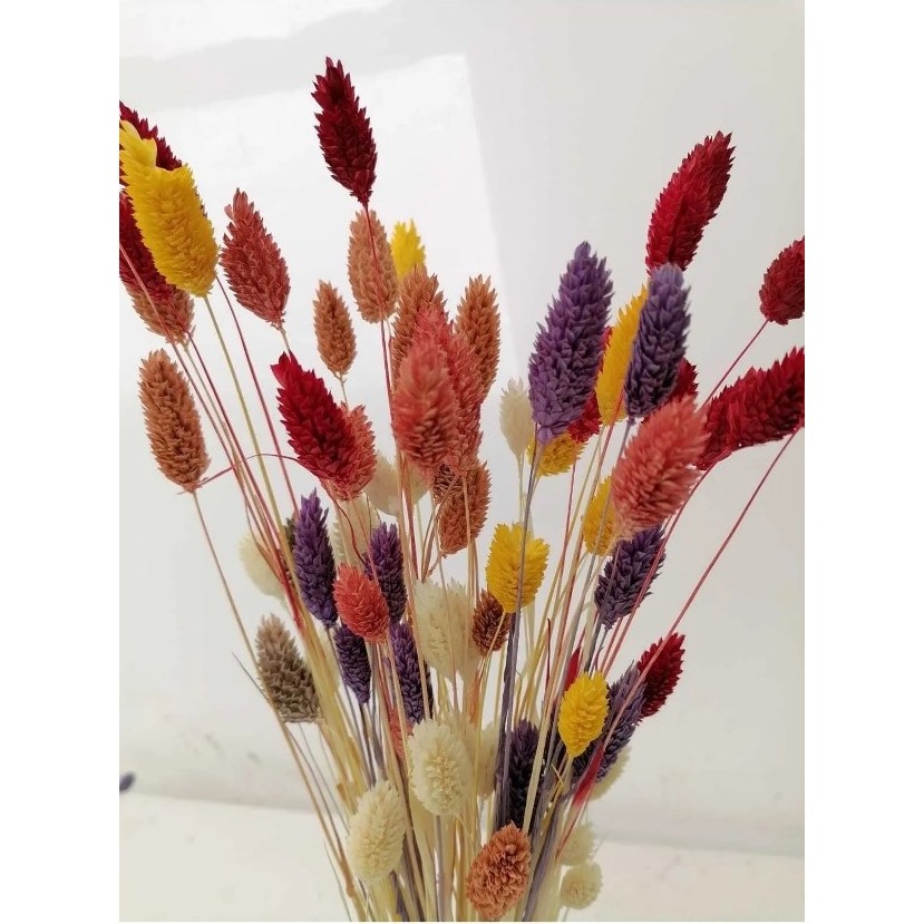 Hidden Botanics Karışık Renkler, Kuş Otu (Phalaris) Kuru Çiçek, Demet, Diğer Fiyatı