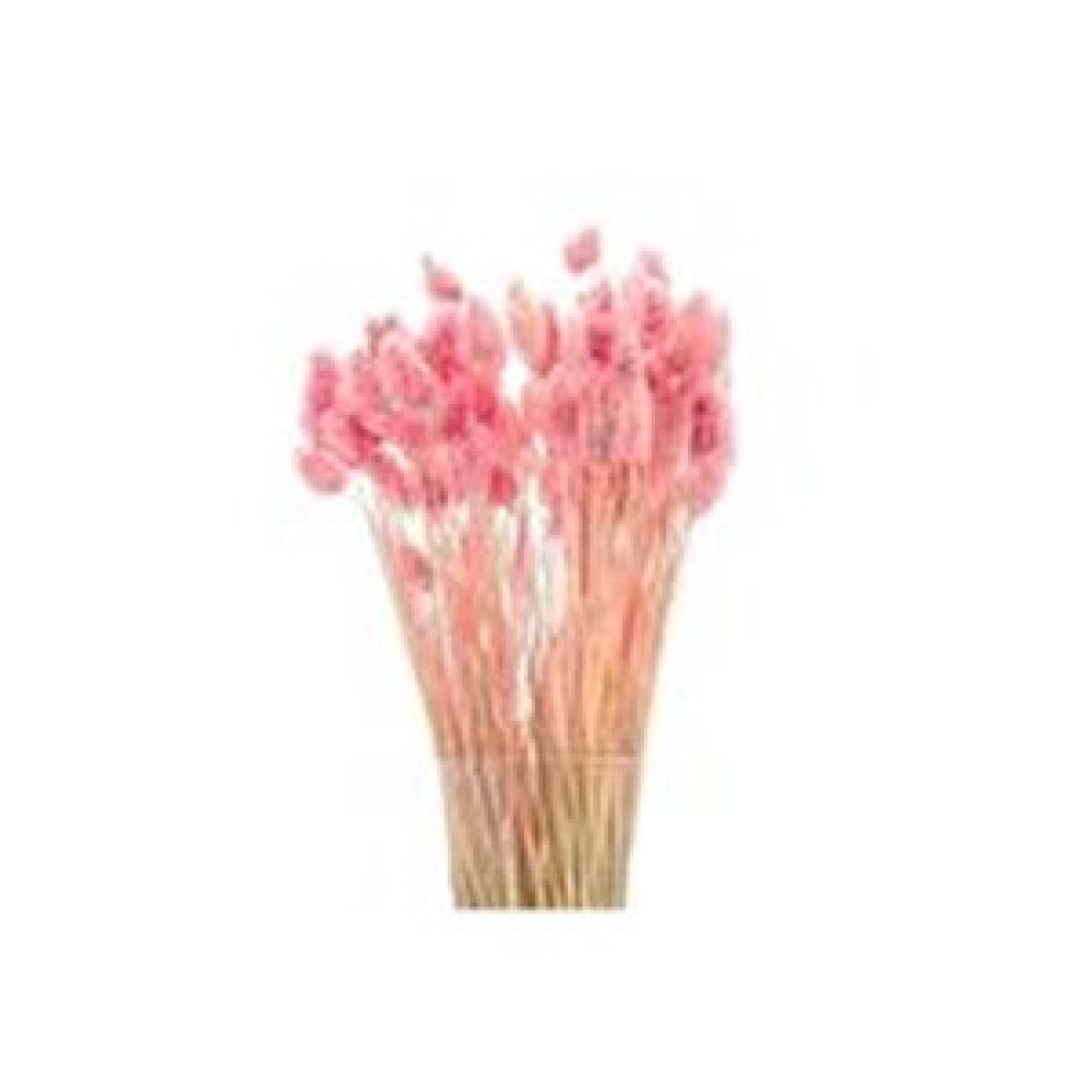 Hidden Botanics Pembe Kuş Otu (phalari̇s) Kuru Çiçek Obje Fiyatı