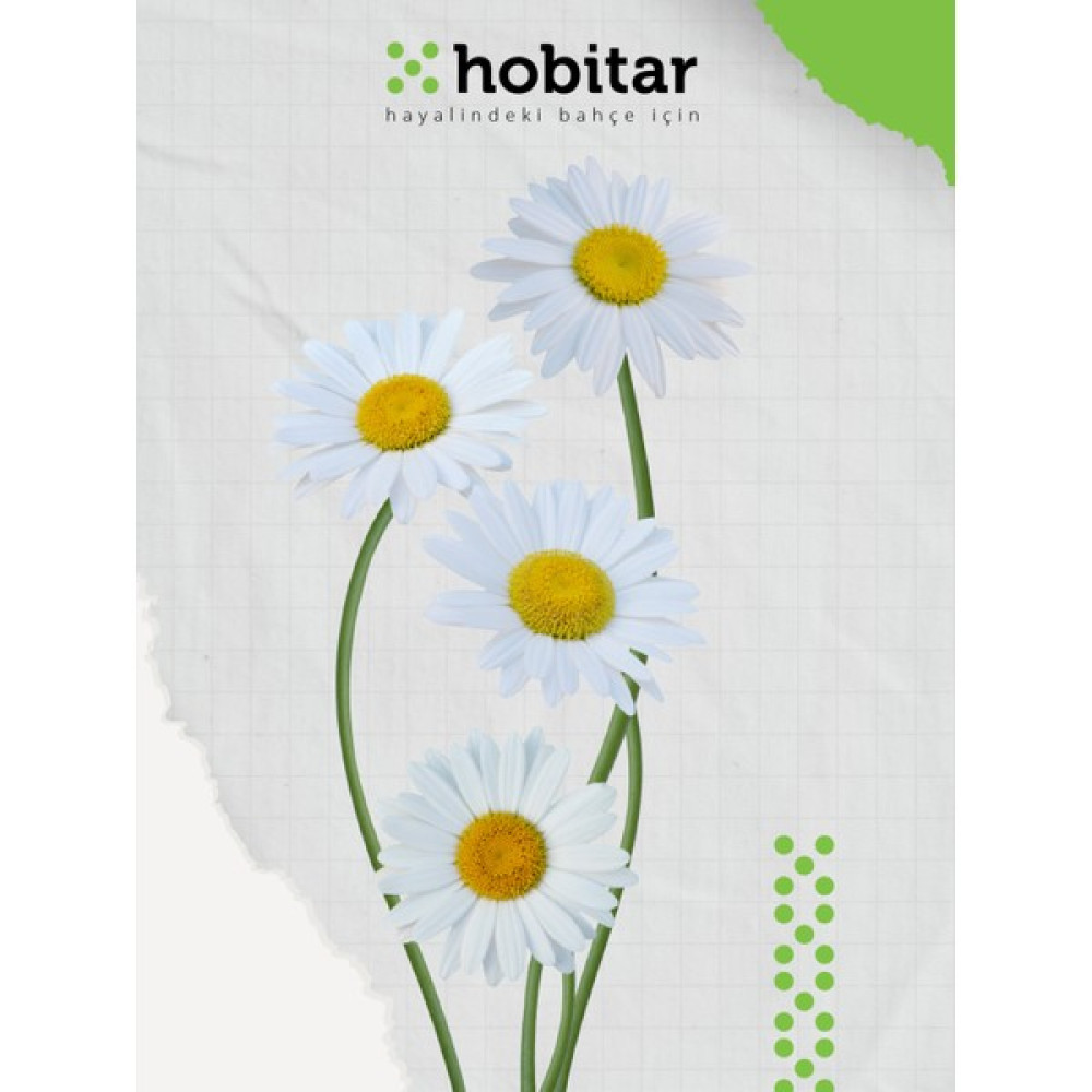 Hobitar Alman Papatyası Çiçek Tohumu - 375 Adet - 1 gr Tohum Fiyatı