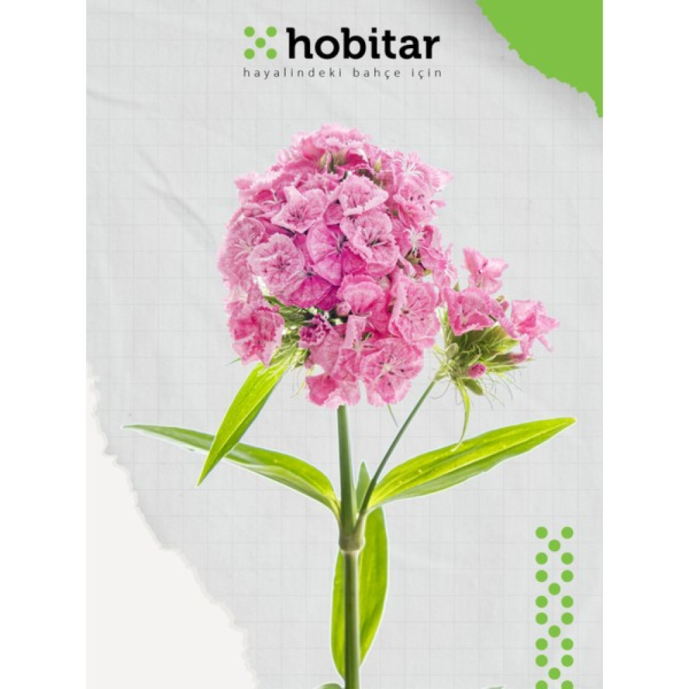 Hobitar Hüsnüyusuf Çiçeği Tohumu - 1350 Adet - 1 gr Oto Boyaları Fiyatı