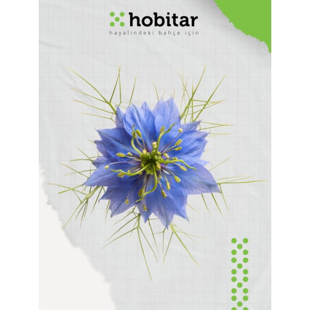 Hobitar Karışık Renkli Çörekotu Tohumu - 635 Adet - 1 gr Oto Boyaları Fiyatı