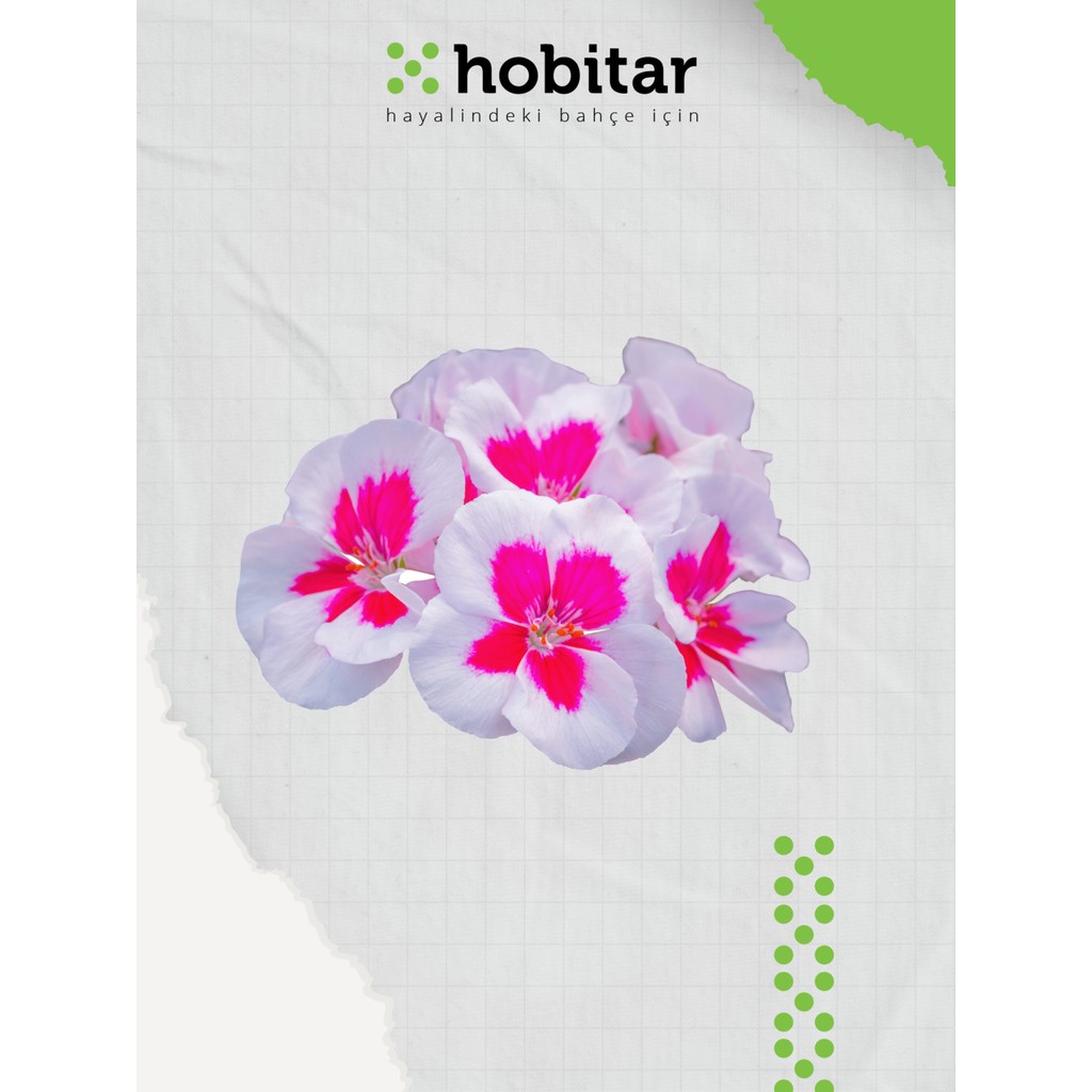 Hobitar Karışık Renkli Gündüz Güzeli Çiçek Tohumu - 200 Adet - 1 gr Tohum Fiyatı