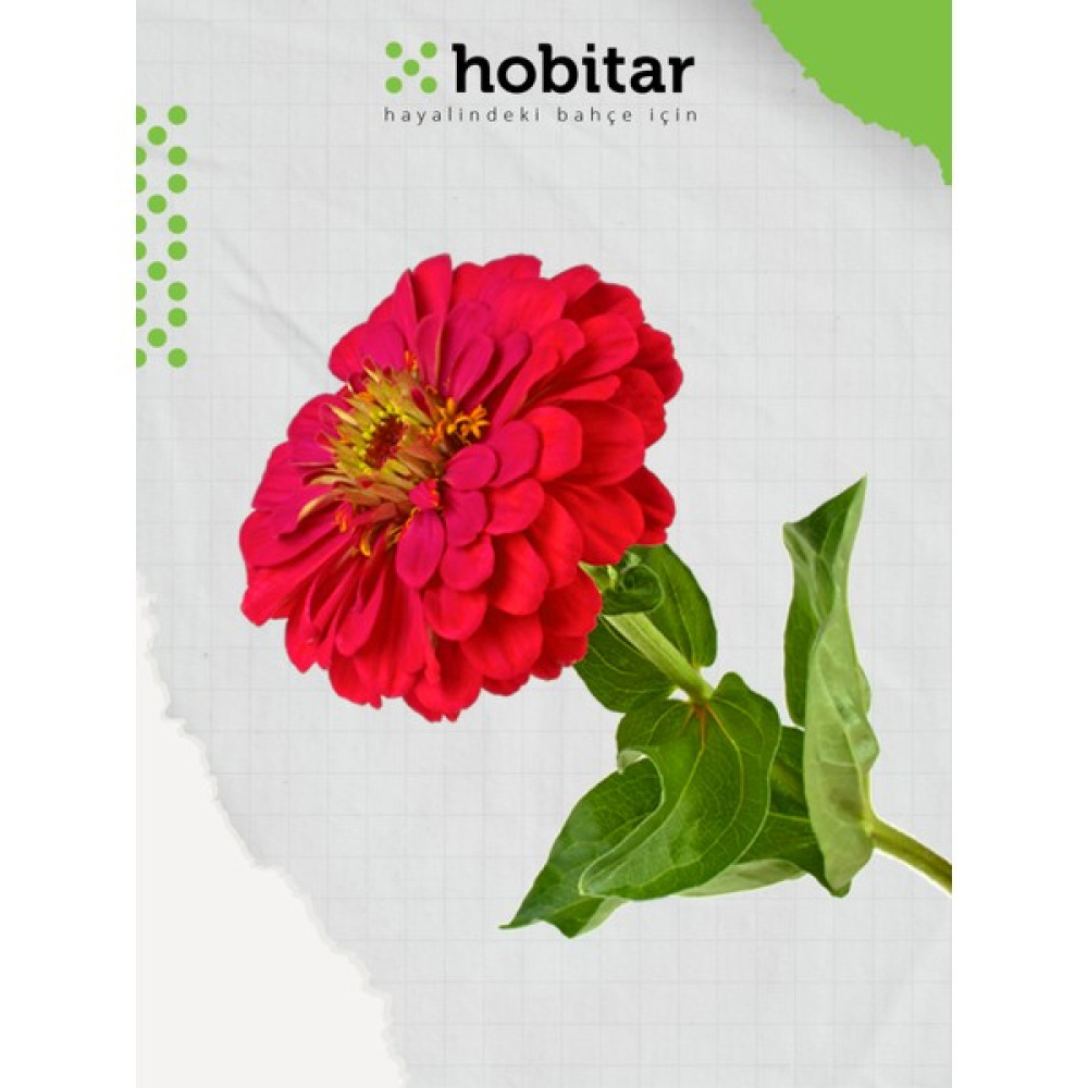 Hobitar Kirli Hanım Çiçeği Tohumu - 150 Adet - 1 gr Tohum Fiyatı