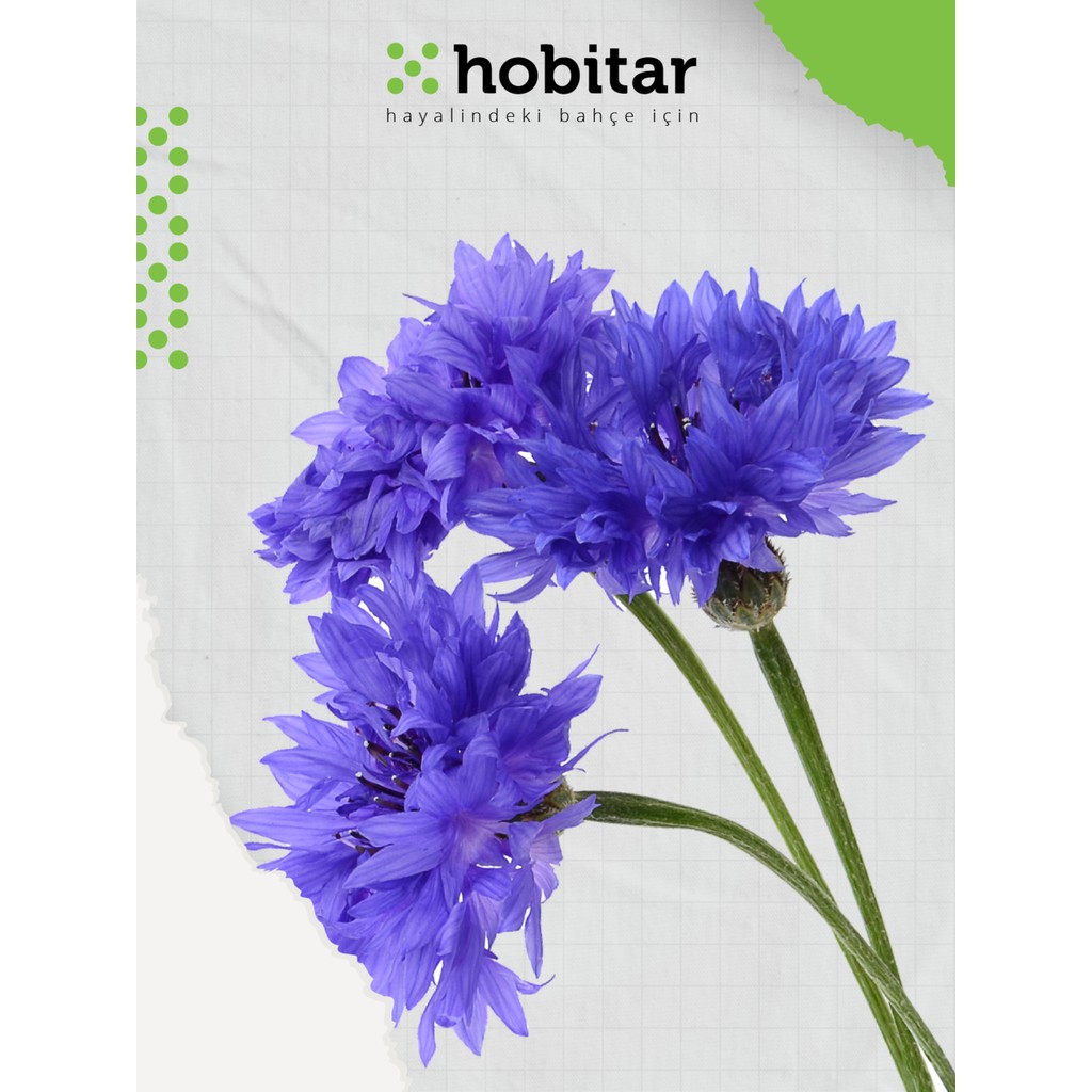 Hobitar Mavi Kantaron Çiçek Tohumu - 440 Adet - 1 gr Diğer Fiyatı
