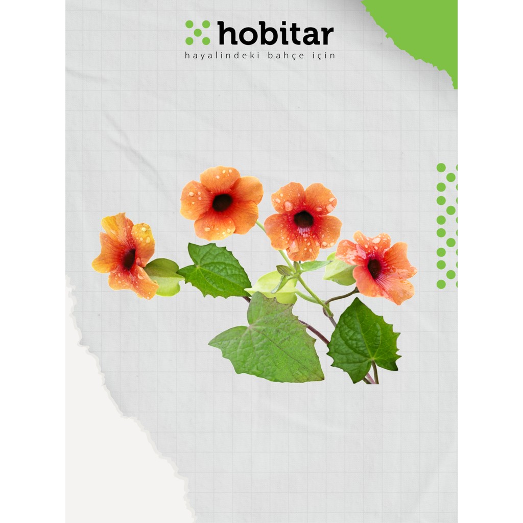 Hobitar Tungerbiya Çiçek Tohumu - 10 Adet - 1 gr Diğer Fiyatı