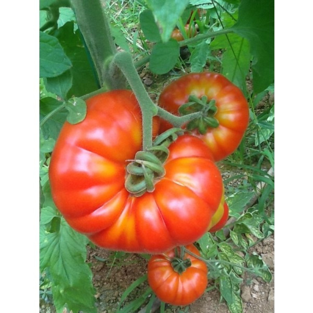 İbk İklim Bahçe Domates Tohumu Mermande - Köy Tipi - Yayla - 5g (~ 750 Tohum) - 5 gr Tohum Fiyatı