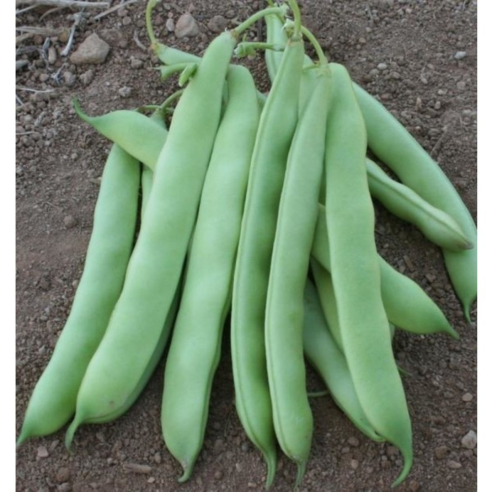 İbk İklim Bahçe Fasulye Tohumu Gizem ( Oturak ) - 50 G (~ 150 Tohum) - 50 gr Tohum Fiyatı