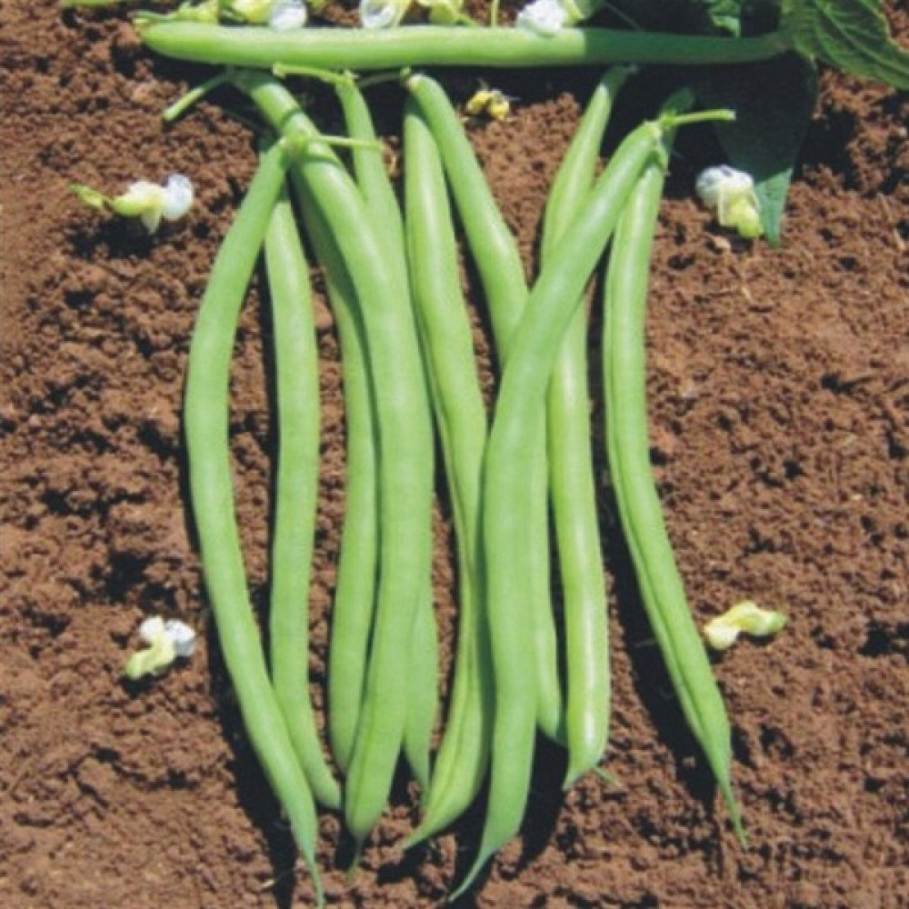 İbk İklim Bahçe Fasulye Tohumu Tegen  ( Oturak ) - 50 G (~ 100 Tohum) - 50 gr Tohum Fiyatı