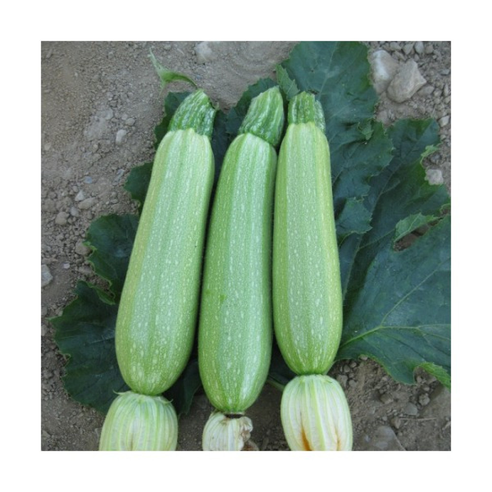 İbk İklim Bahçe Kabak Tohumu Sakız Beyaz Dolmalık - 25G (~ 90 Tohum) - 25 gr Tohum Fiyatı