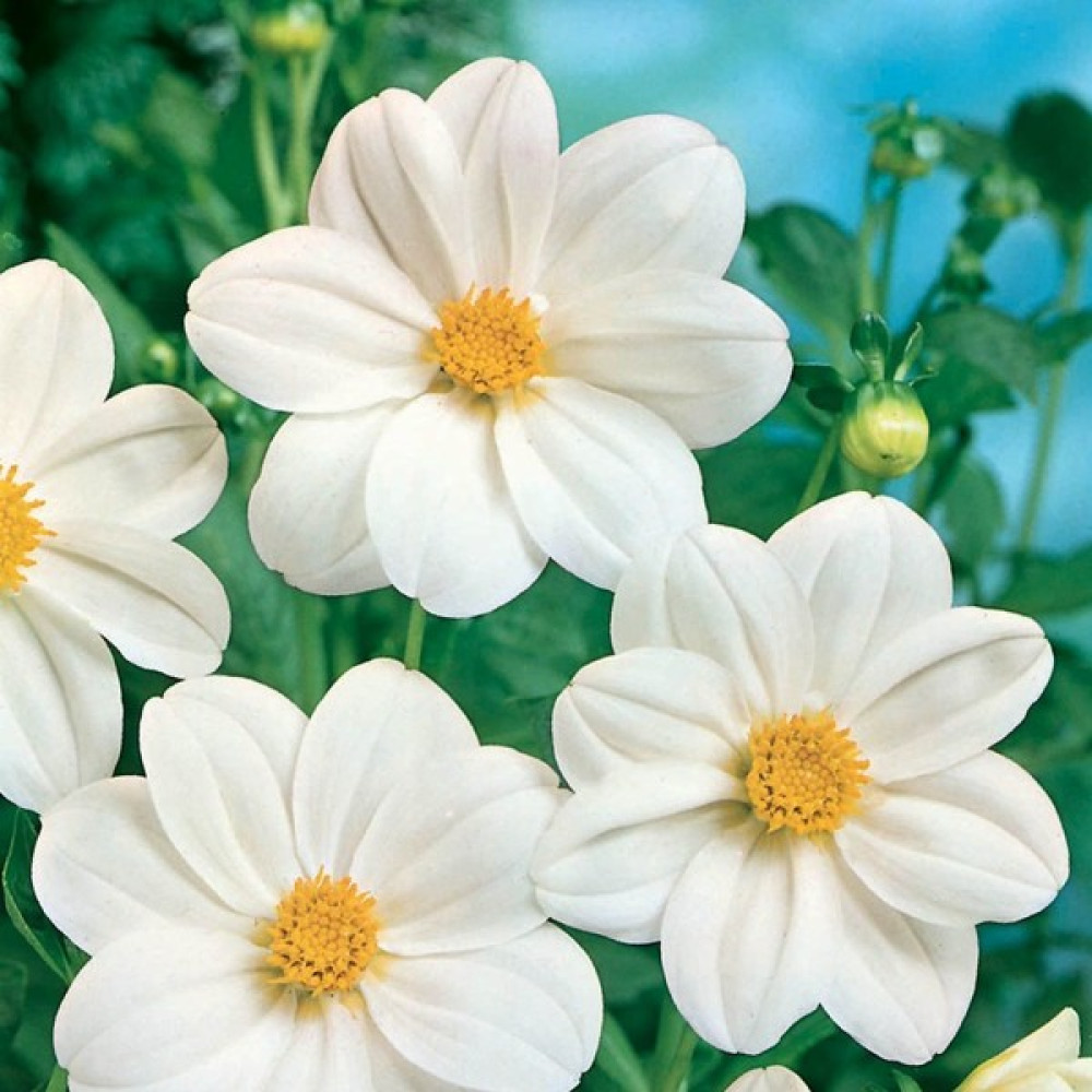 İdea Pazar Beyaz Renkli Bodur Mignon White Dahlia Çiçeği Tohumu (80 Tohum) - 1 Adet Tohum Fiyatı