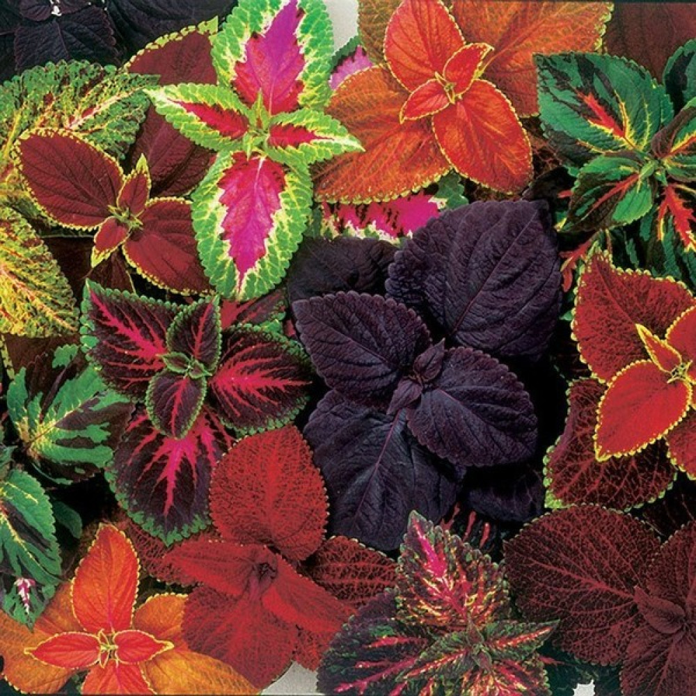 İdea Pazar Karışık Renkli Kolyos (Coleus) Yaprak Güzeli Çiçeği Tohumu (100 Tohum) - 1 Adet Tohum Fiyatı