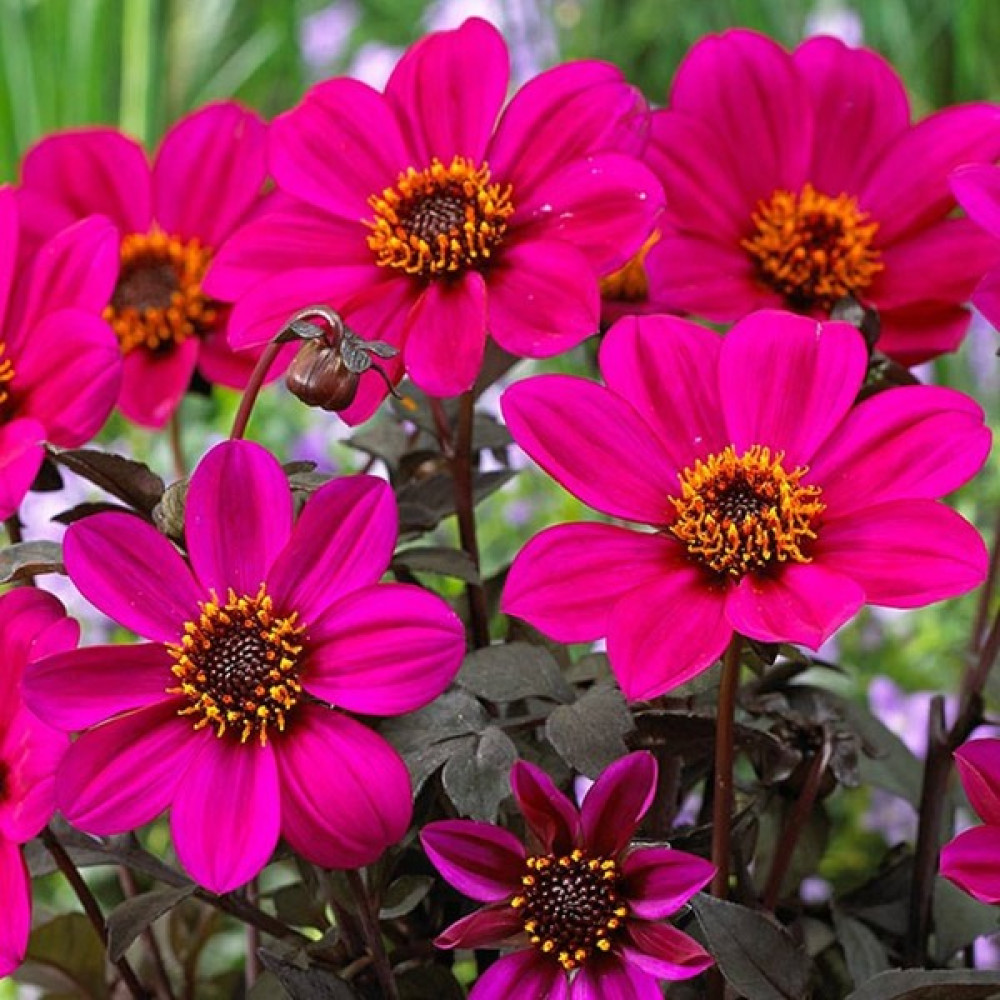 İdea Pazar Mor Renkli Bodur Mignon Purple Dahlia Çiçeği Tohumu (80 Tohum) - 1 Adet Tohum Fiyatı