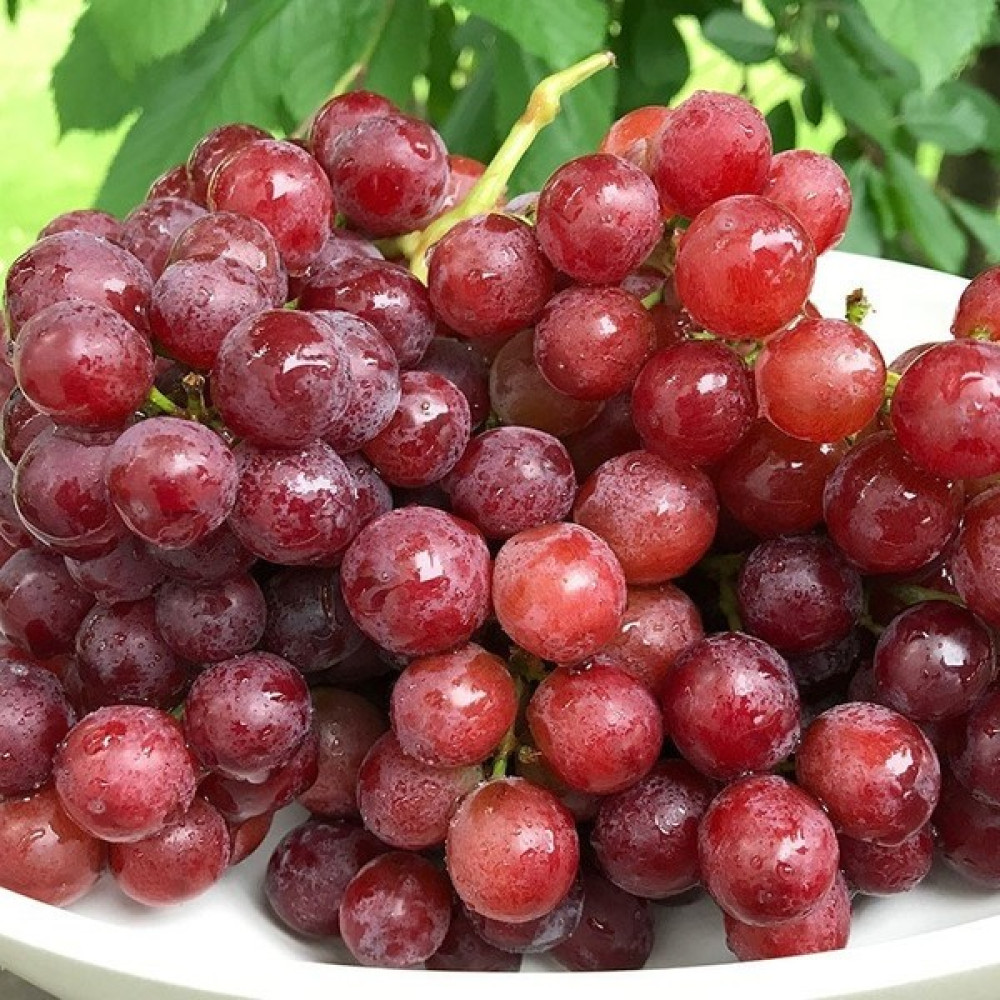 İdea Pazar Tüplü Özel Çeşit Flame Seedless Çekirdeksiz Üzüm Asma-Bağ Fidanı - Yok Fidan Fiyatı