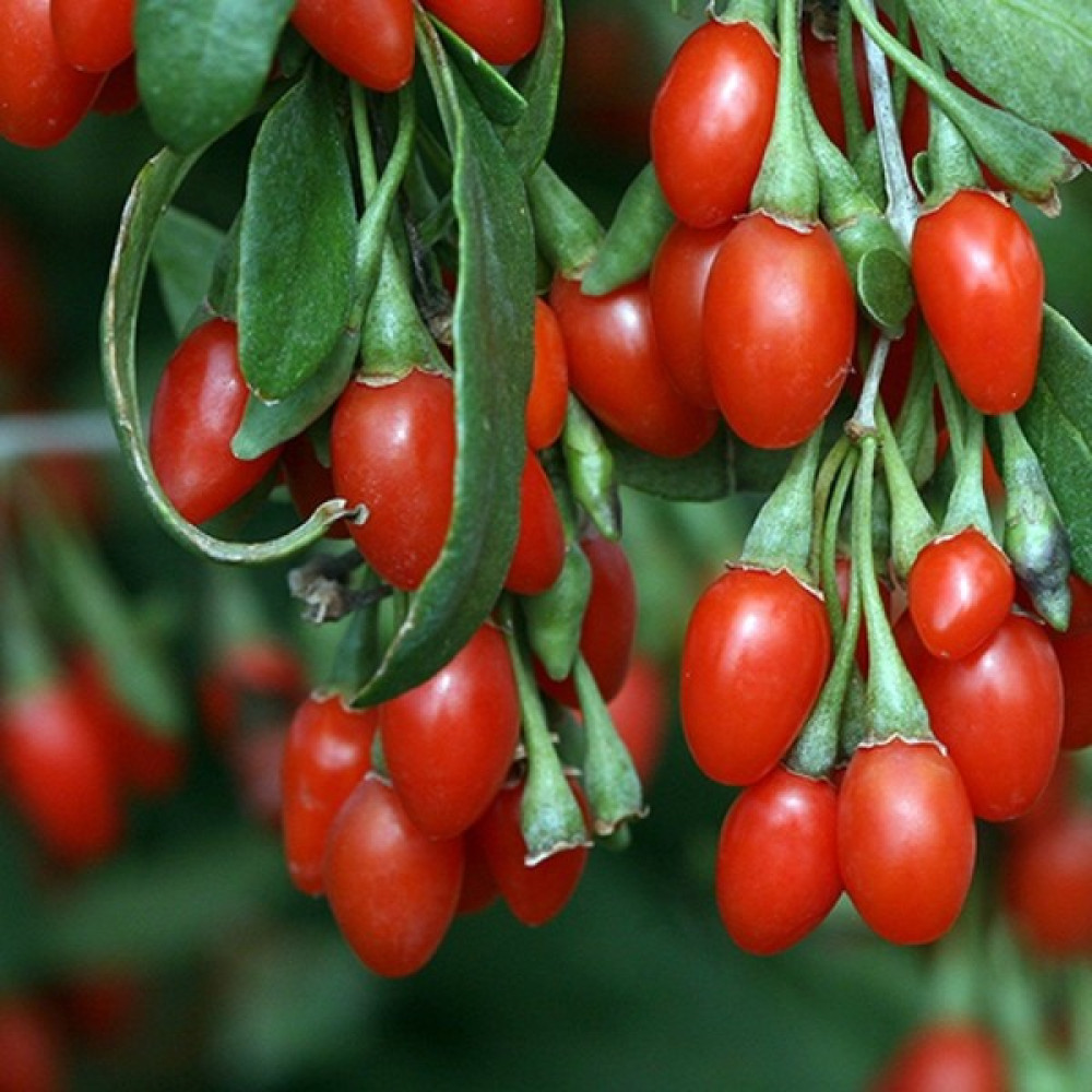 İdea Pazar Tüplü Şifalı Goji Berry Kurt Üzümü Fidanı - Yok Fidan Fiyatı