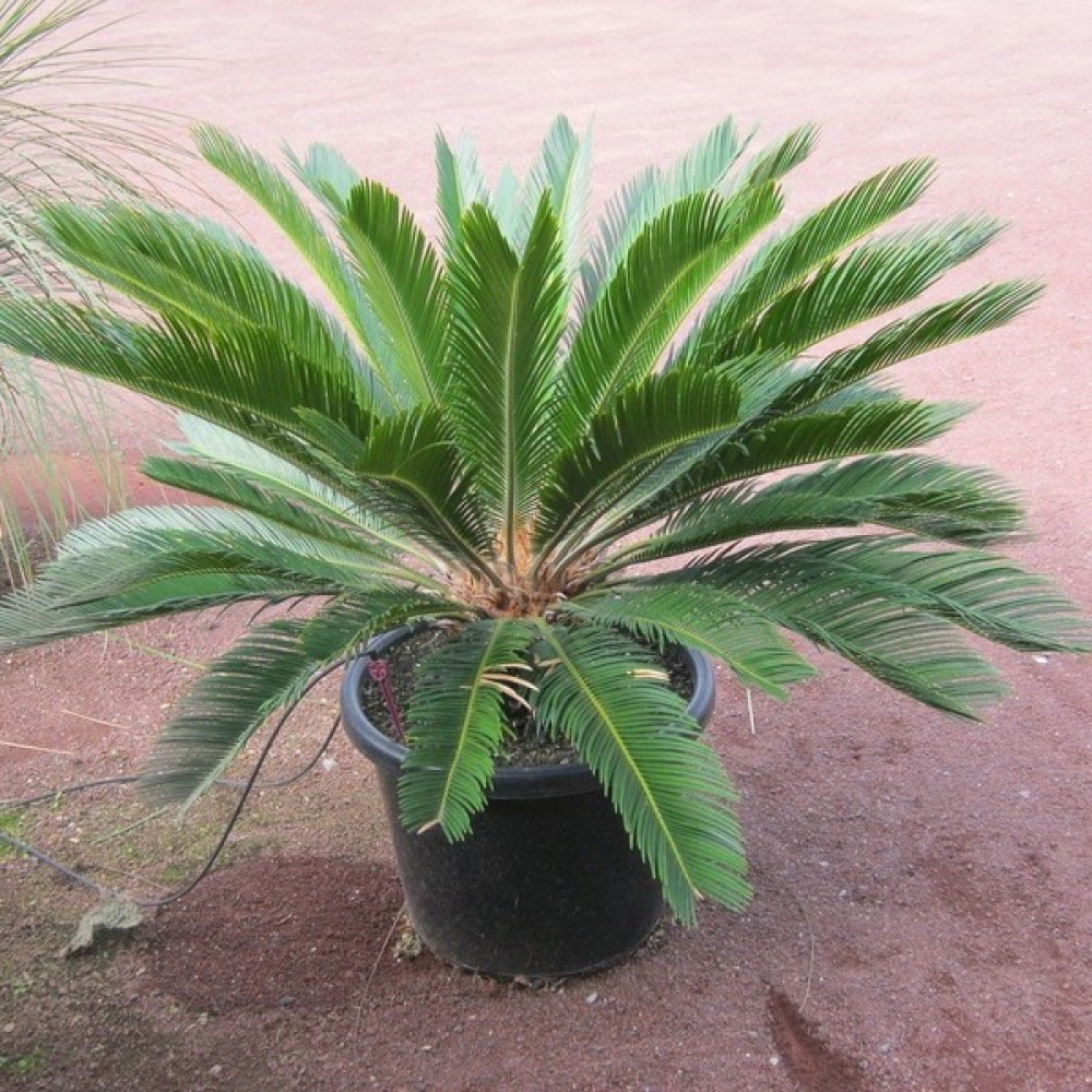 İdea Pazar Tüplü Sikas (Cycas) Fidanı - Yok Fidan Fiyatı
