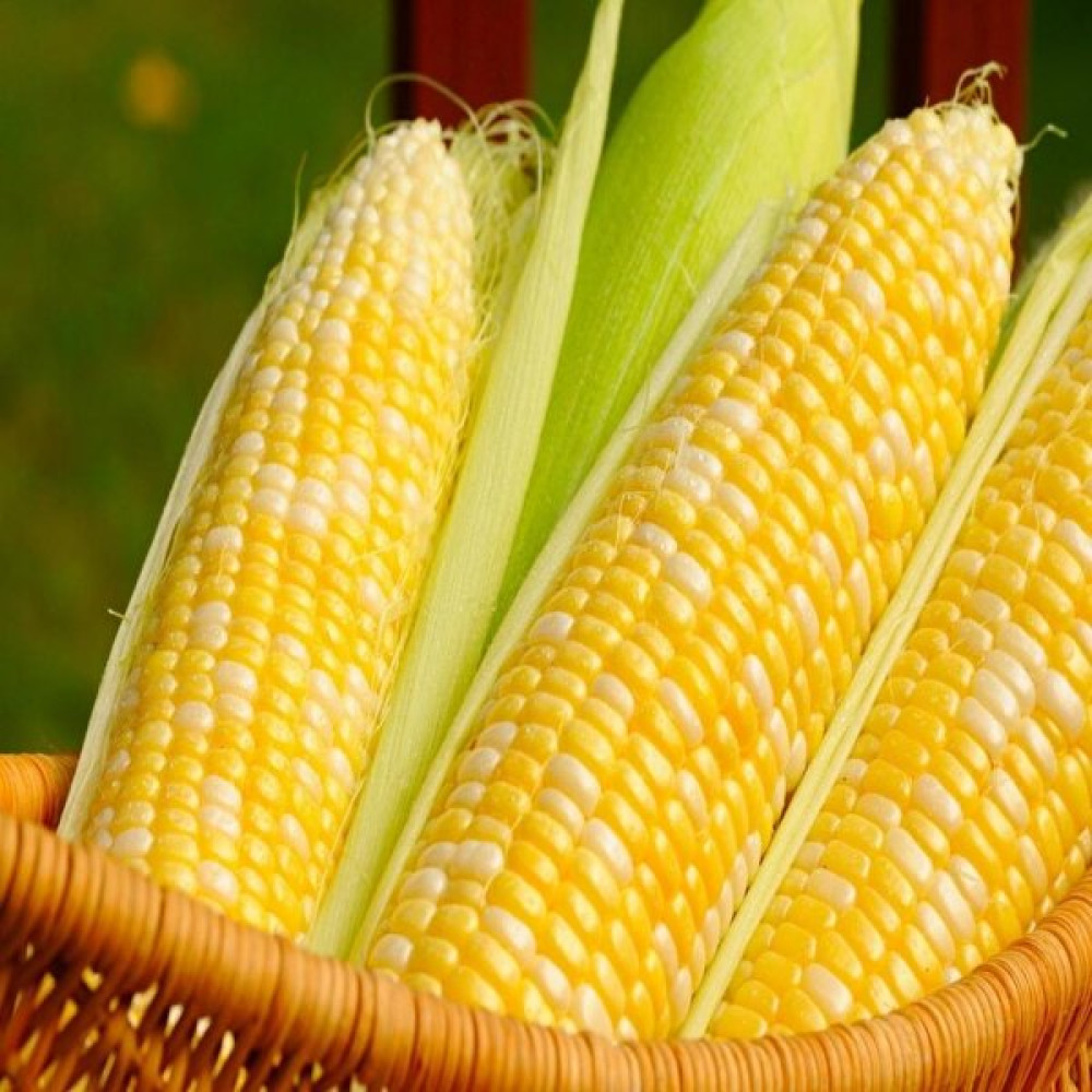 İdeasepet Doğal Haşlamalık Mısır Tohumu (25 Gram) Tohum Fiyatı