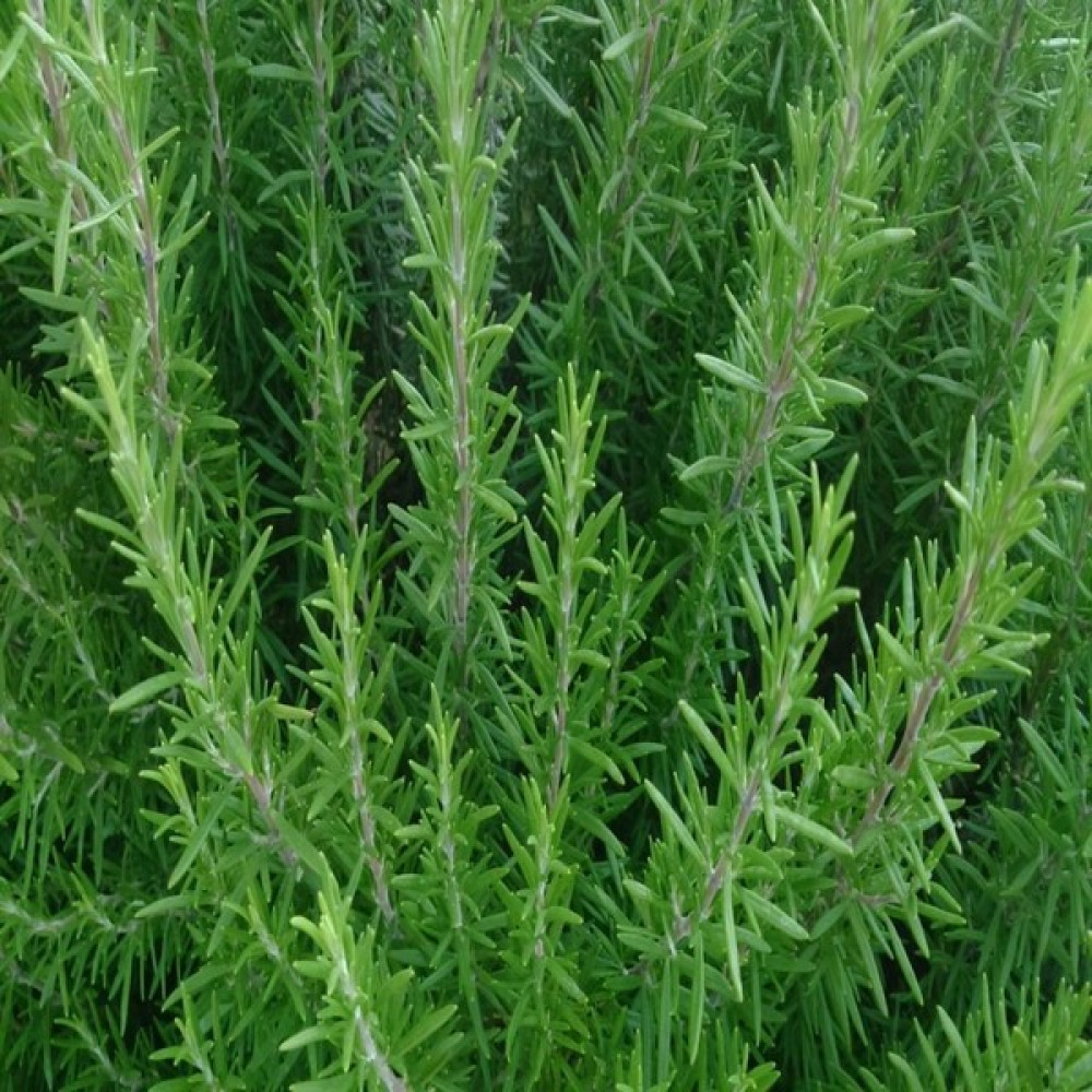 İdeasepet Naturel Biberiye Tohumu (20 Tohum) Tohum Fiyatı
