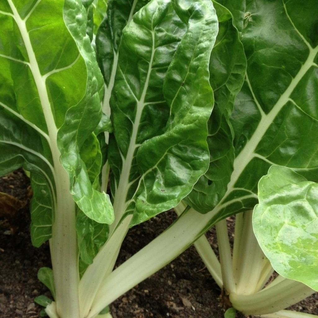 İdeasepet Naturel Geniş Yapraklı Pazı Tohumu (40 Tohum) Tohum Fiyatı
