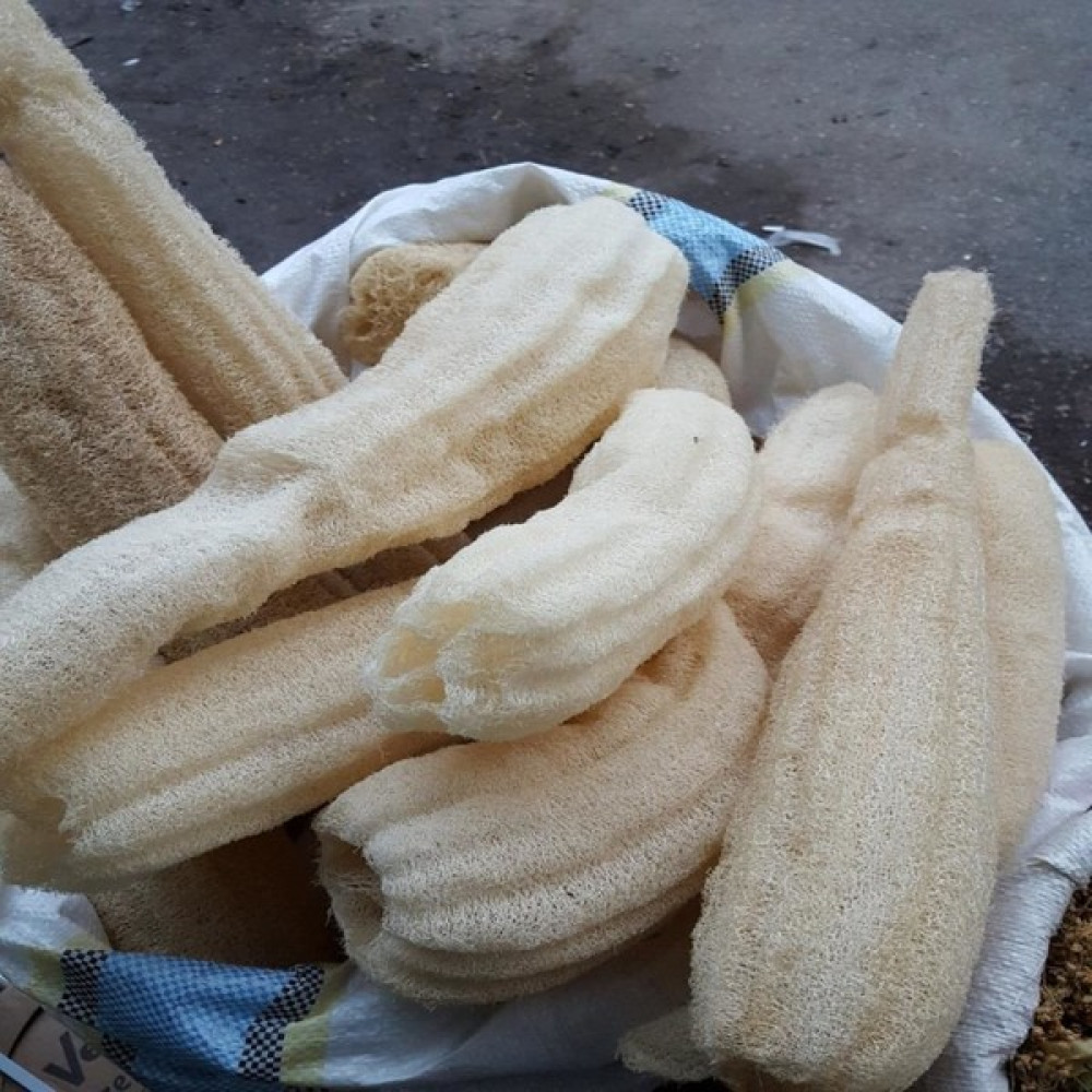 İdeasepet Naturel Lif Süs (Su) Kabağı Tohumu (10 Tohum) Tohum Fiyatı