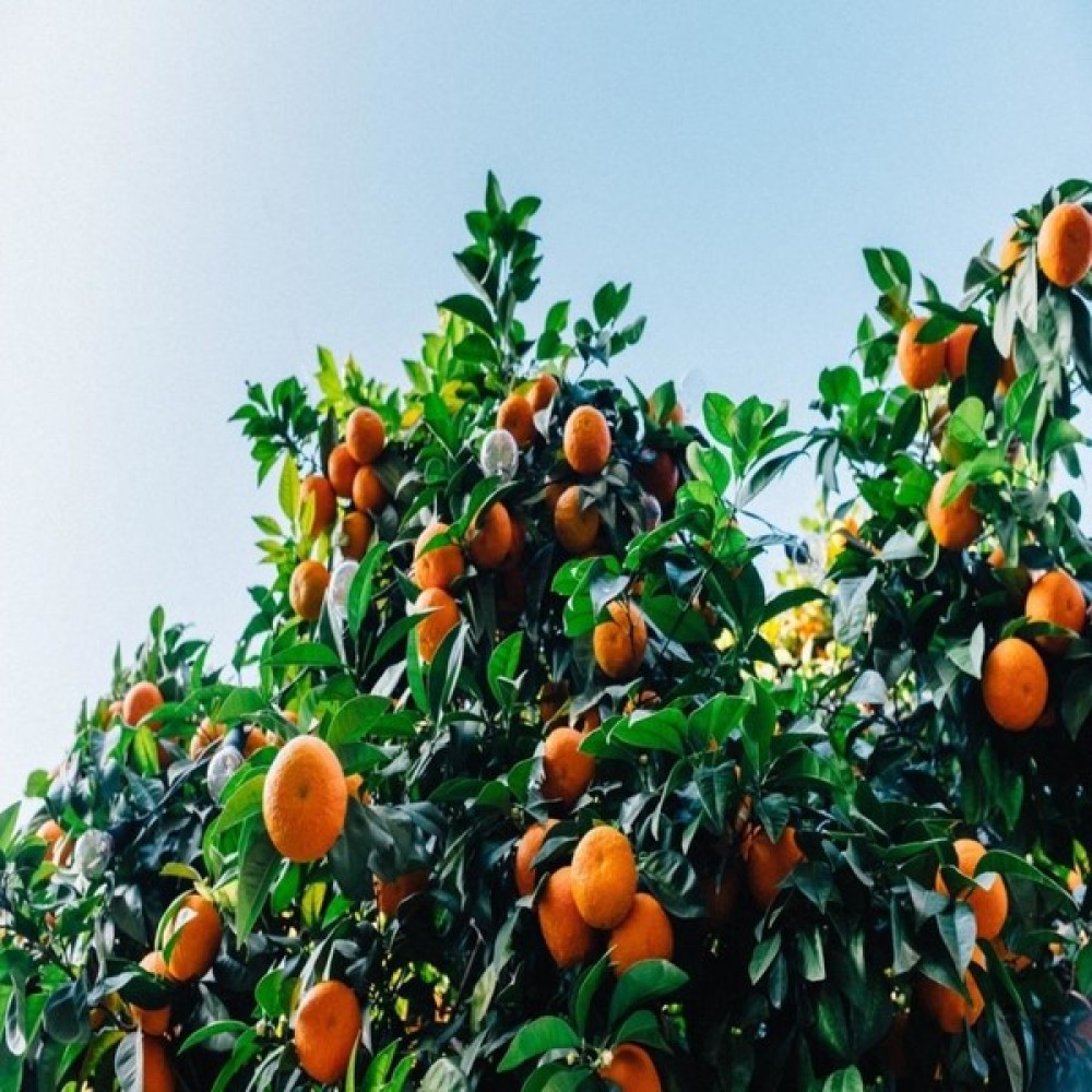 İdeasepet Tüplü Fremont Mandalina Fidanı Fidan Fiyatı