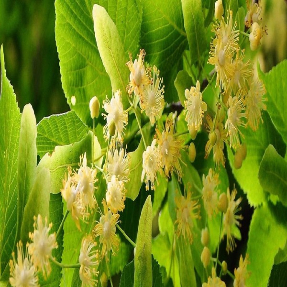 İdeasepet Tüplü Ihlamur Linden Fidanı Oto Boyaları Fiyatı