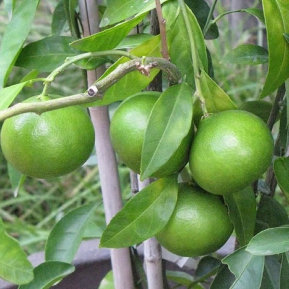 İdeasepet Tüplü Lime Quat (Çekirdeksiz Limon) Fidanı Fidan Fiyatı