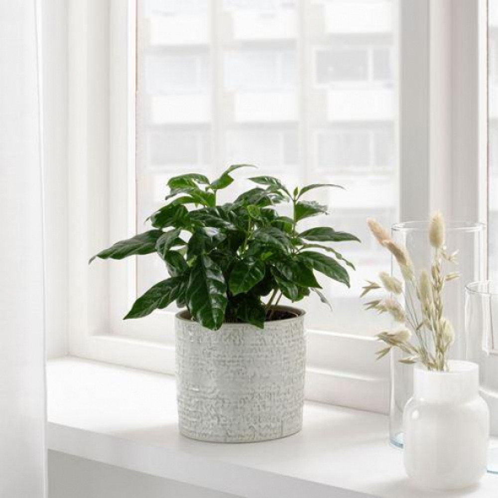 Ikea Chıafron 12 Cm Stoneware Beyaz Saksı Mobilya & Dekorasyon Fiyatı