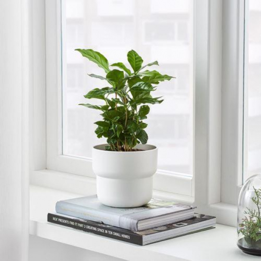 Ikea Forenlıg 12 Cm Dekoratıf Beyaz Saksı Bitki Fiyatı