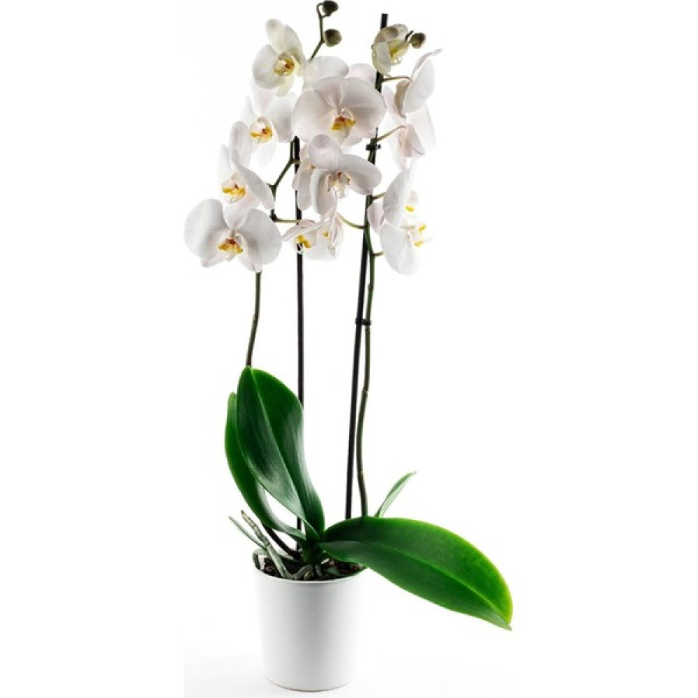 Iklim Flowers Canlı Çift Dal Beyaz Orkide Çiçeği Bitki Fiyatı