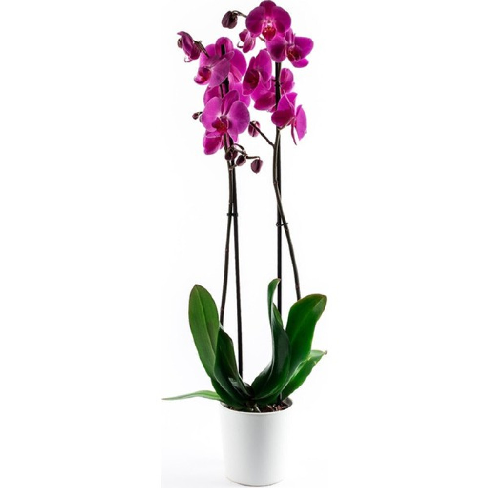 Iklim Flowers Mor Orkide Çiçeği 70-80 cm 2 Dallı Canlı Bitki Fiyatı