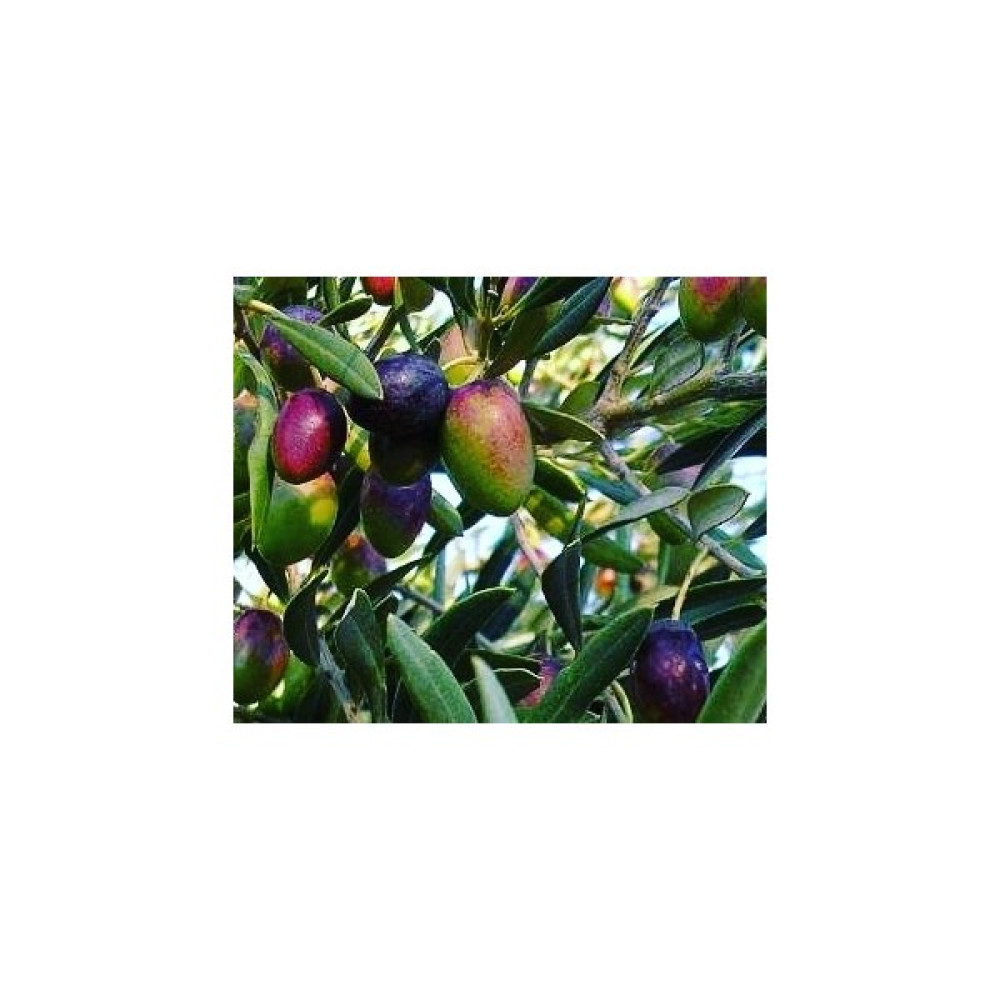 İklim Gemlik Zeytin Fidanı Fidan Fiyatı