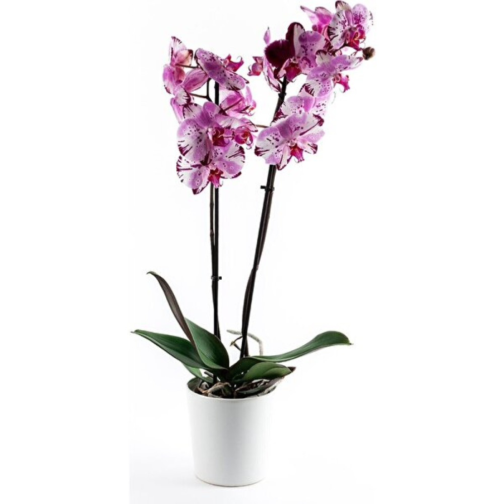 İklim Orkide Çiçeği 60-70 cm 2 Dallı Canlı Çiçek Bitki Fiyatı