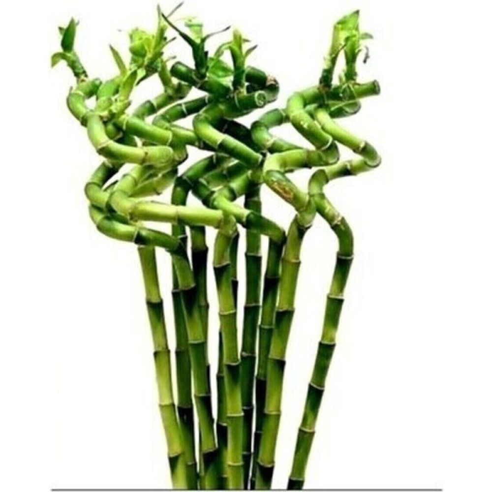 İklim Şans Bambusu (Lucky Bamboo)10 Lu 60-80 cm Bitki Fiyatı