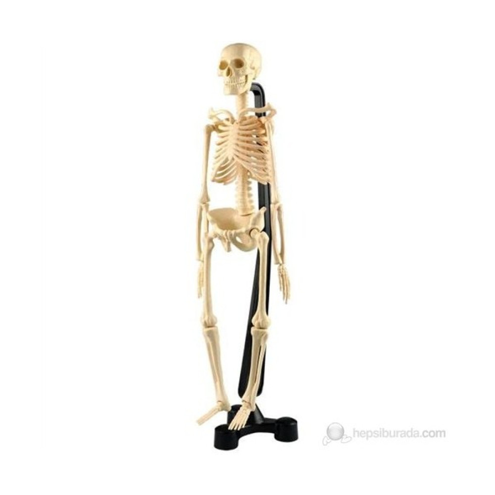 İnsan İskeleti 46 Cm Küçük Boy Stantlı Eğitici Oyuncak Fiyatı