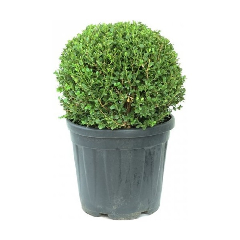 Işık Peyzaj Buxus Microphylla Faulkner Ball - Top Şimşir 50-60 cm Bitki Fiyatı