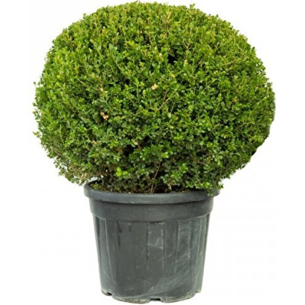 Işık Peyzaj Buxus Microphylla Faulkner Ball - Top Şimşir 80-100 cm Bitki Fiyatı