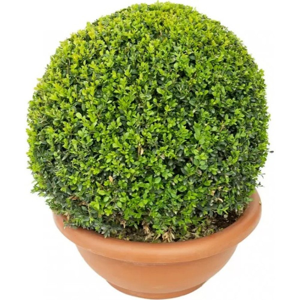 Işık Peyzaj Buxus Sempervirens Ball Top Formlu Şimşir Bitki Fiyatı