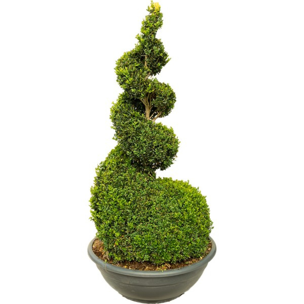 Işık Peyzaj Buxus Sempervirens Spiral Spiral Formlu Şimşir Bitki Fiyatı