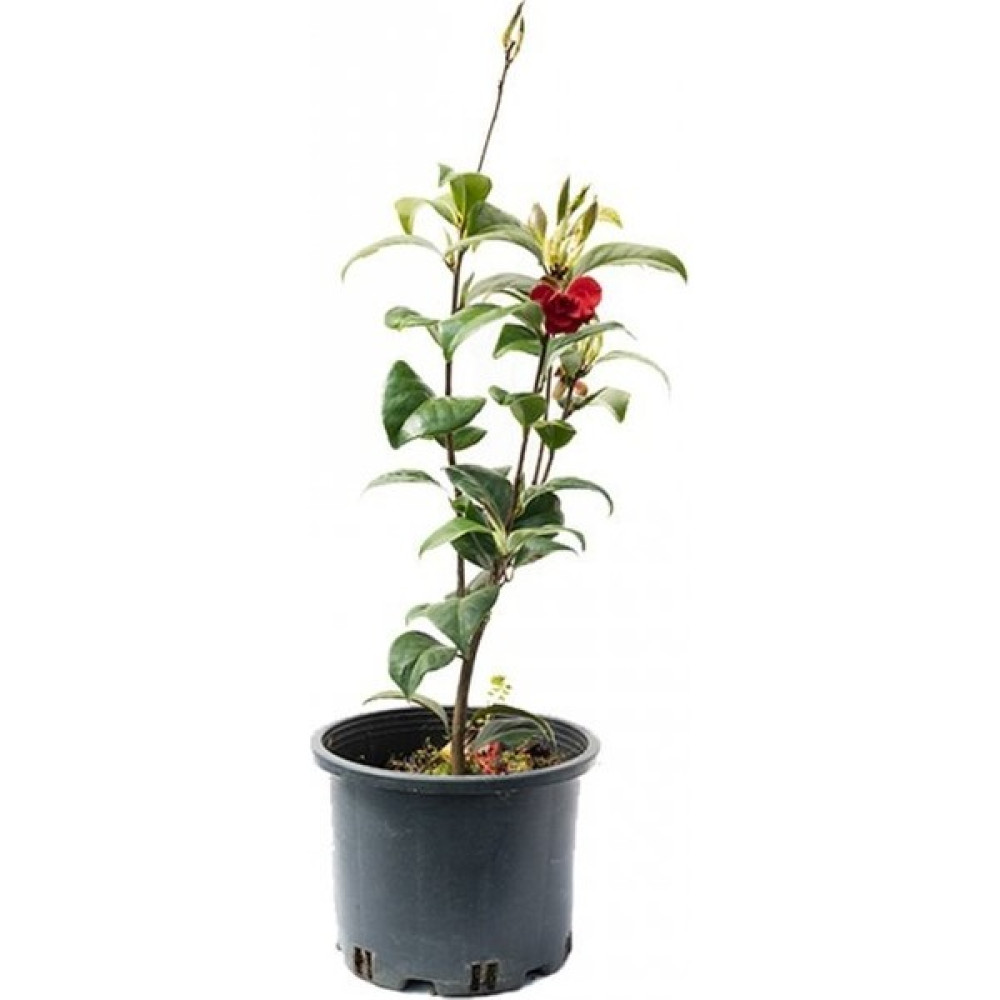 Işık Peyzaj Camellia Japonica - Japon Kamelyası - Yok Bitki Fiyatı