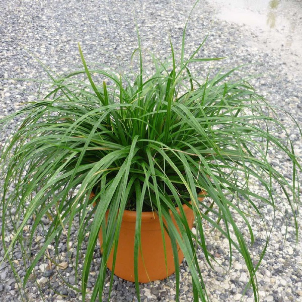 Işık Peyzaj Carex Oshimiensis Evergold - Kareks (7 Litre) Oto Boyaları Fiyatı