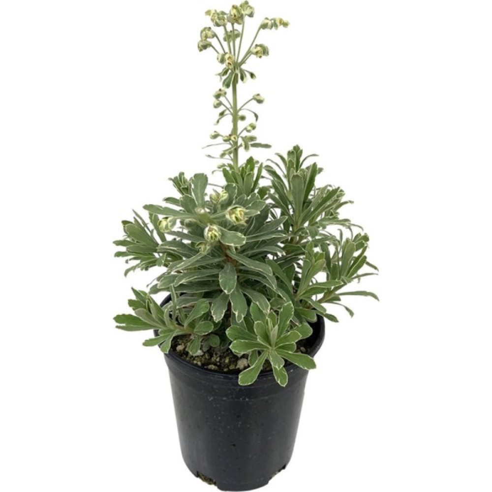 Işık Peyzaj Euphorbia Glacier Blue Oto Boyaları Fiyatı