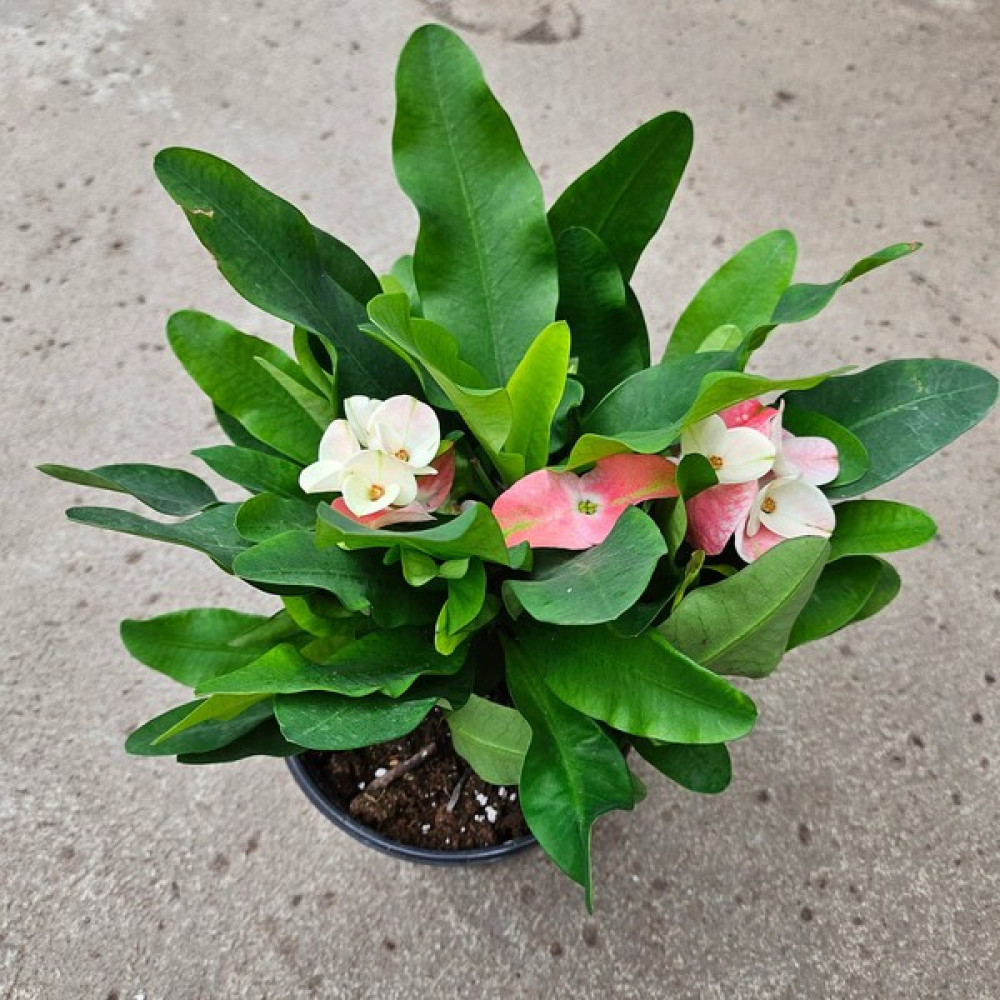 Işık Peyzaj Euphorbia Milli - Dikenler Tacı (2 Lt) Oto Boyaları Fiyatı