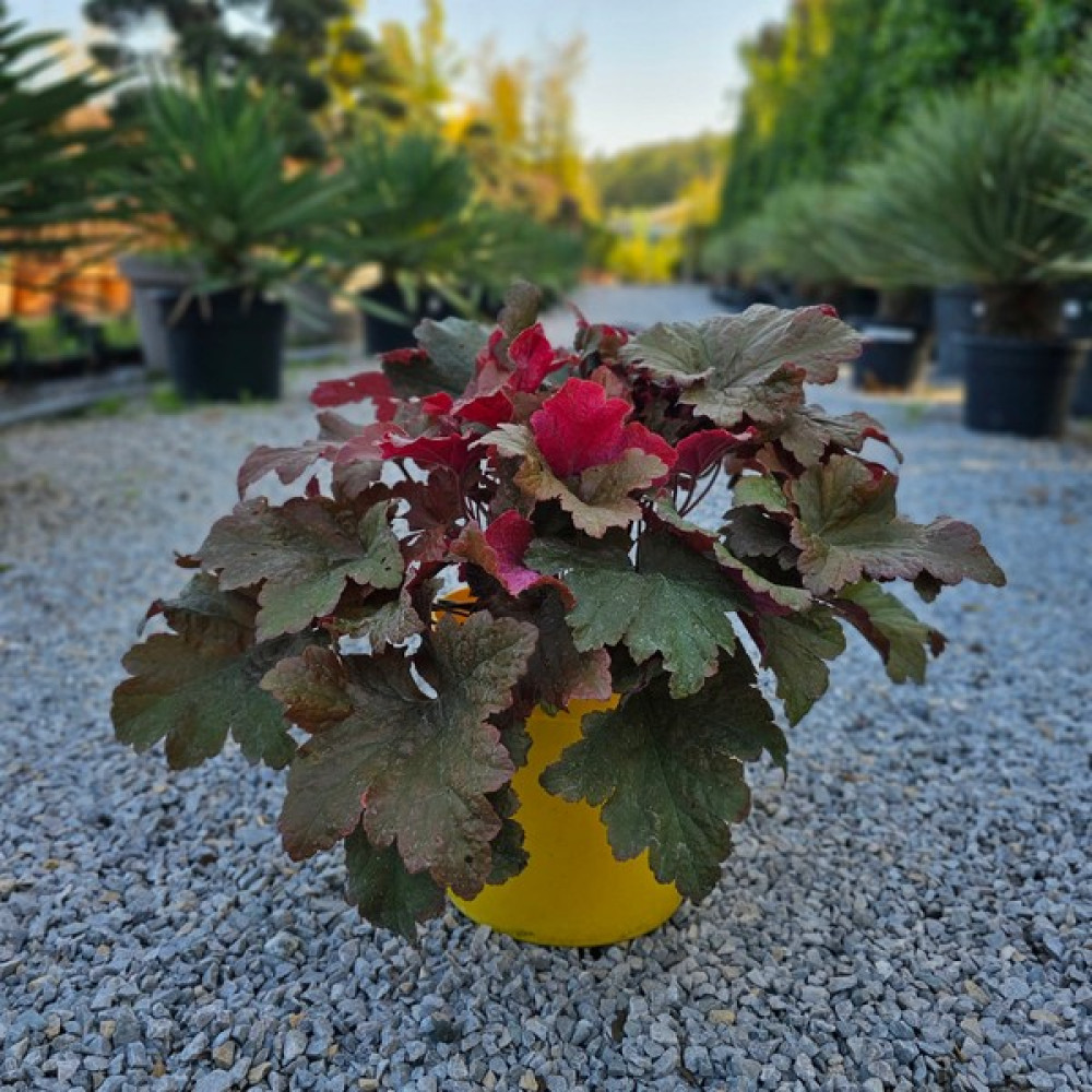Işık Peyzaj Heuchera Bloody Dinosaur (5 Lt) Oto Boyaları Fiyatı