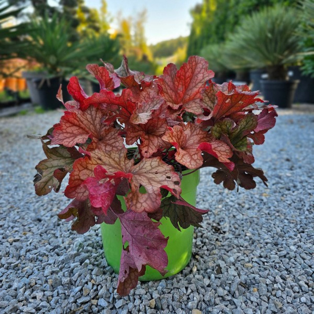 Işık Peyzaj Heuchera Paprika (5 Lt) Oto Boyaları Fiyatı