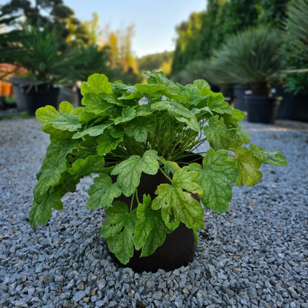 Işık Peyzaj Heuchera Renoir - Mercan Çanı Çiçeği (5 Lt) Oto Boyaları Fiyatı